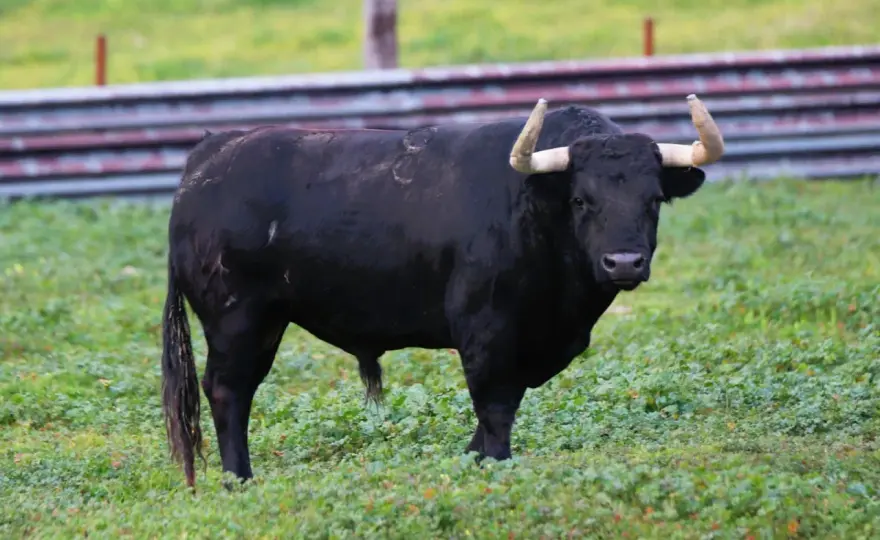Ganadería Santa María - Claves para entender el toro bravo
