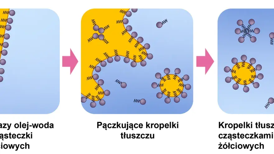 Trawienie tłuszczy u psa: problemy, przyczyny i schemat trawienia
