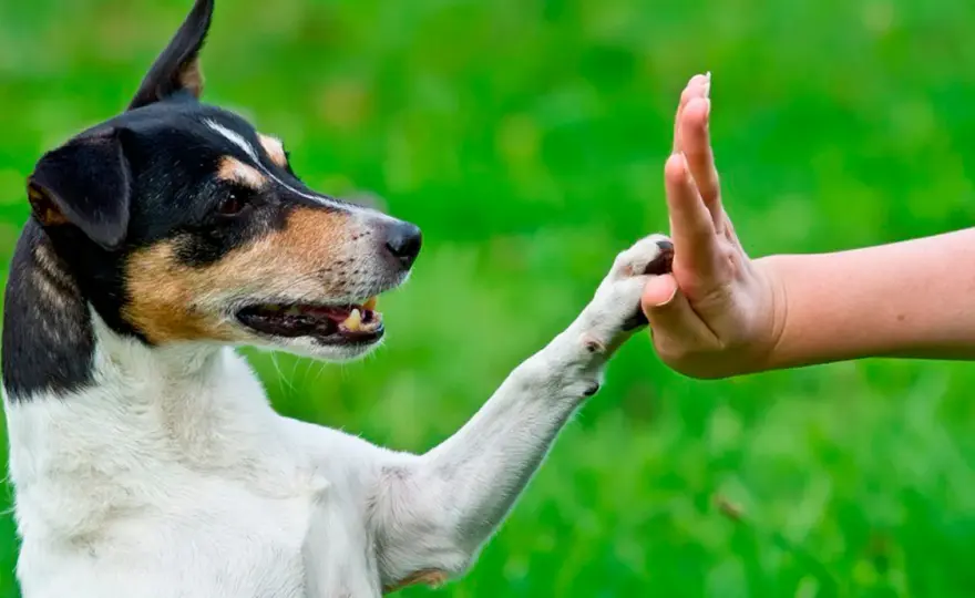 Educador Canino - Qué hace, cuánto cuesta y cómo elegir