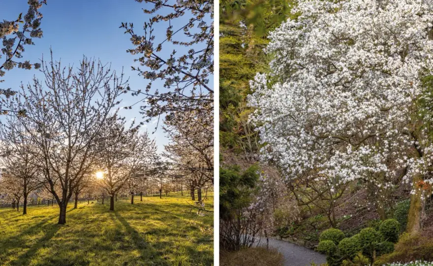Arboretum Wojsławice - kiedy jechać, by zobaczyć je najpiękniej