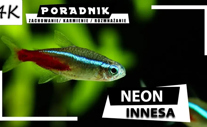 Jak karmić neonki, aby były zdrowe i szczęśliwe przez cały czas