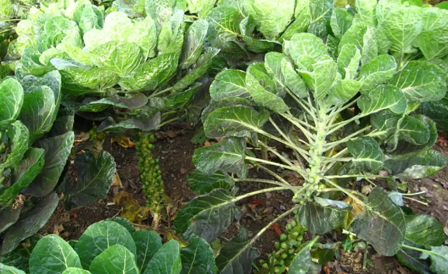 Chou de Bruxelles au potager, du semis à la récolte