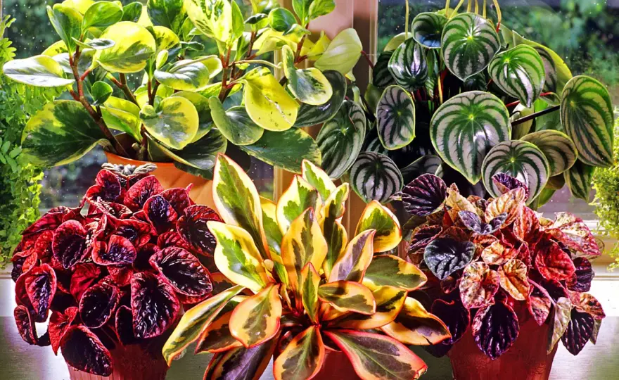 Peperomia blomma - Så får du den att trivas och blomma!