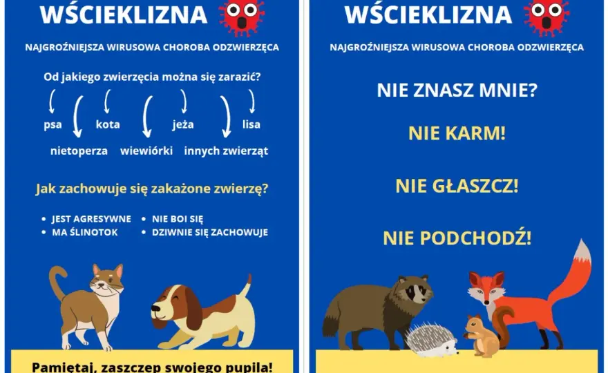 Wścieklizna u kota - objawy, postępowanie, ratunek