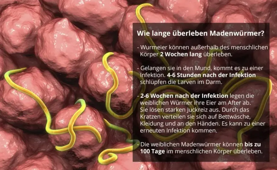Madenwürmer Symptome: So erkennen Sie die Anzeichen rechtzeitig