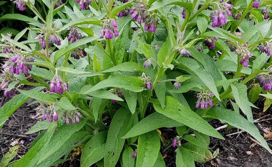 Beinwell pflanzen – So gelingt die robuste Nutzpflanze im Garten