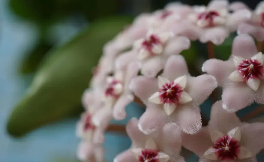Hoya (woskownica) - Poznaj zasady pielęgnacji, by obficie kwitła