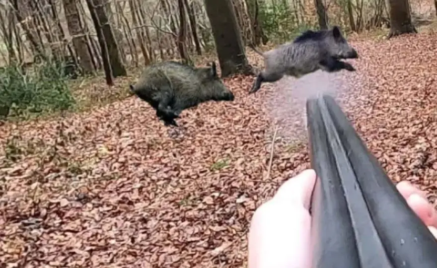 Carabine sanglier et chevreuil - Le guide pour bien choisir