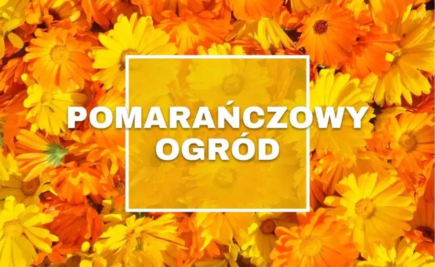 Pomarańczowe kwiaty do ogrodu - Jakie byliny wybrać i jak łączyć?