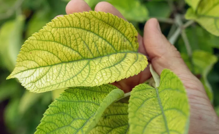 Chloroza hortensji - dlaczego liście żółkną i co z tym zrobić