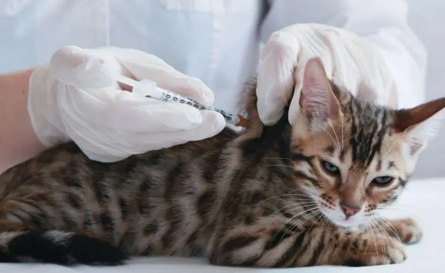 Anticonceptivos para gatas - ¿Cuál es la mejor opción?