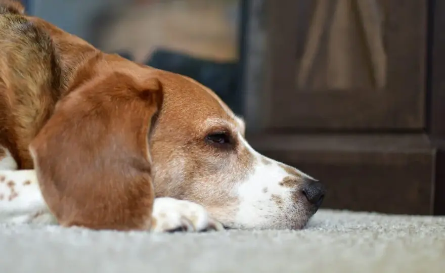Cane con diarrea - Cosa dare e quando preoccuparsi?