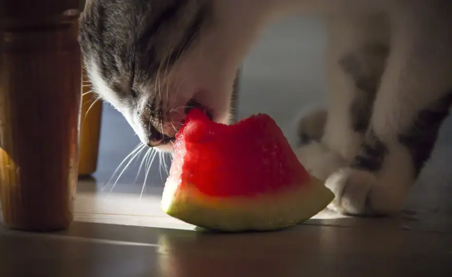 Can Cats Eat Watermelon? The Safe Way to Share Fruit
