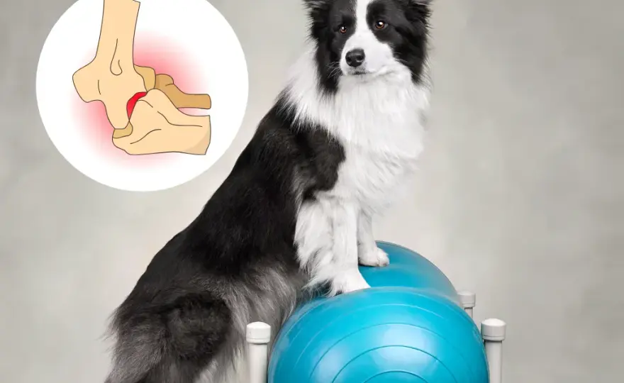 Effektive Medikamente gegen Arthrose bei Hunden: Schmerzlinderung und mehr