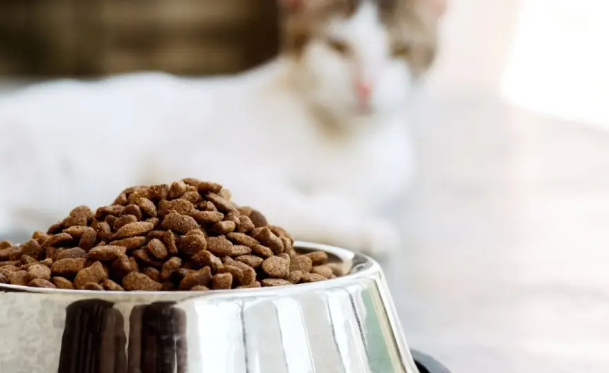 Croquettes chat - Le guide pour bien choisir sans se tromper
