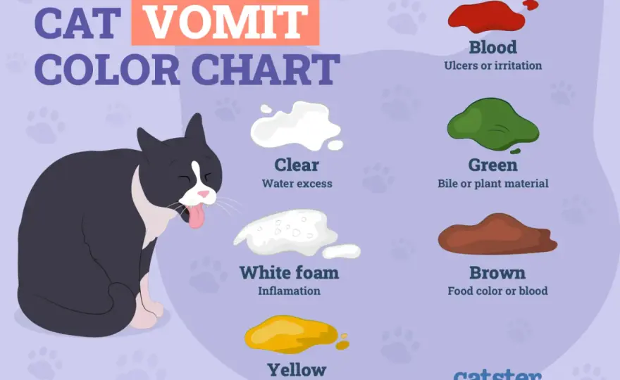 Cat Throwing Up White Foam - When to Worry & What to Do