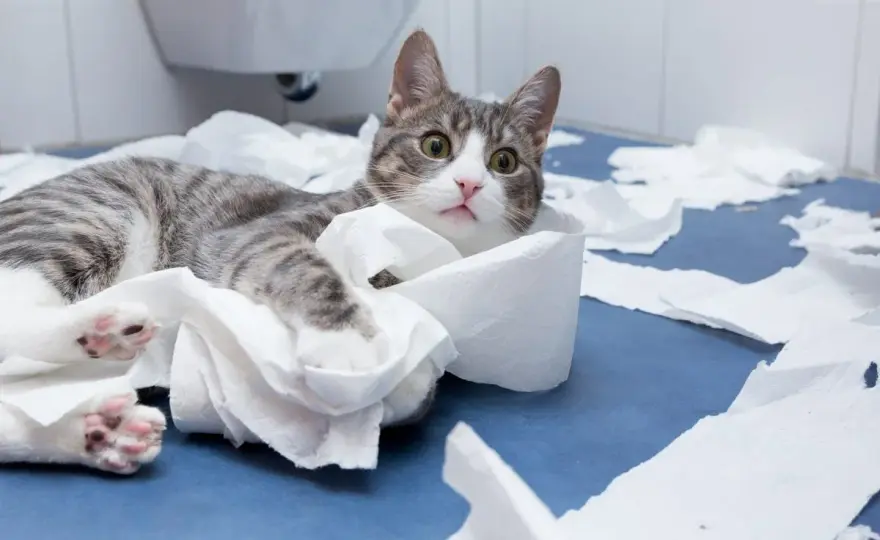 Cat Follows You to Bathroom - Why & What to Do