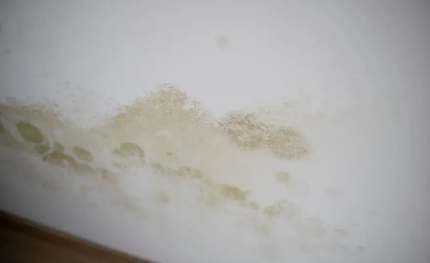 Kreisrunde Flecken an der Wand - Ursachen & Sanierung