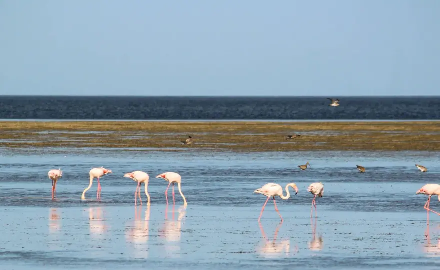 Wyspa Flamingów Djerba - Czy warto? Sprawdź przed rejsem!