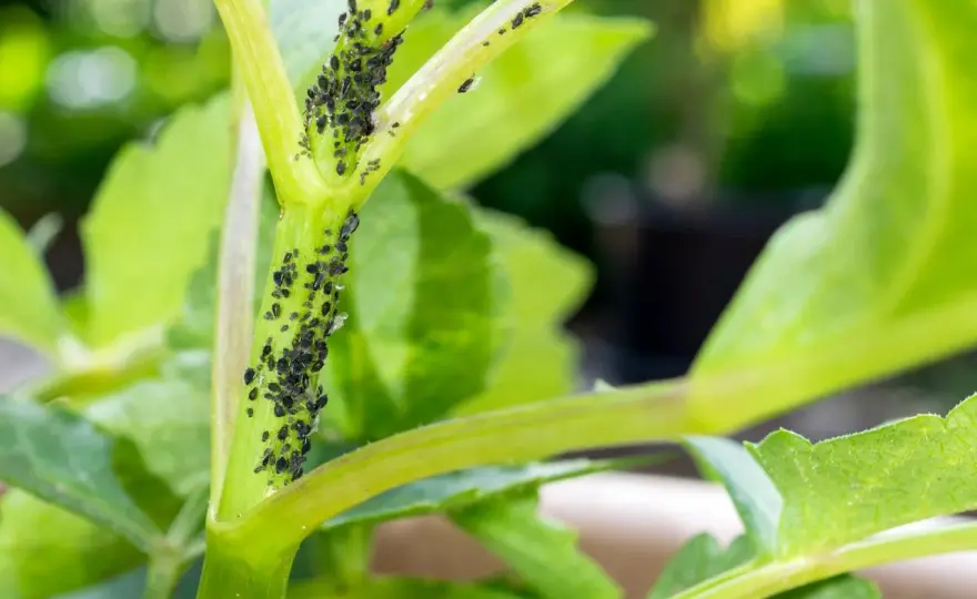 Pucerons noirs sur plante d’intérieur - les gestes qui sauvent