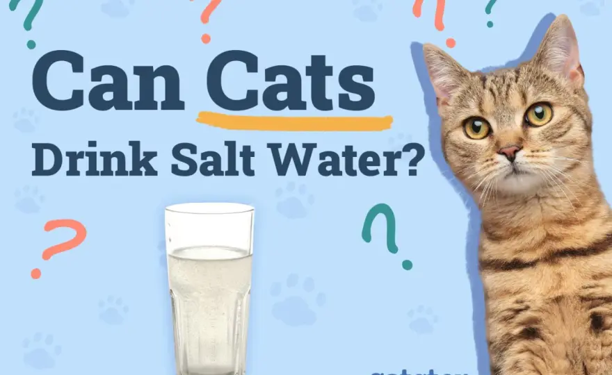 Can Cats Drink Salt Water? The Risks & Safe Hydration