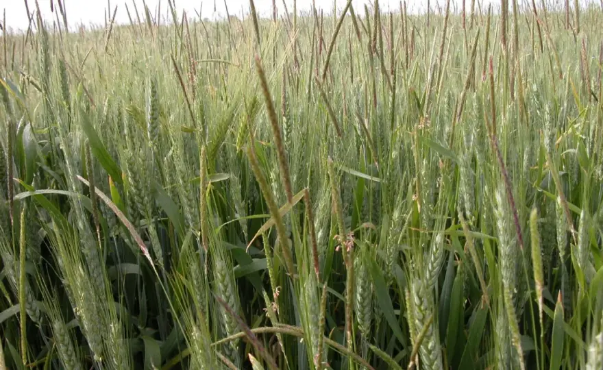 Levto WG - Céréales - Vaincre vulpin et ray-grass