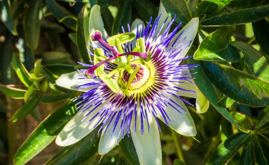 Passiflora - Funziona davvero? Verità su stress e sonno