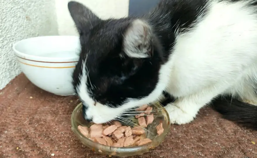 Whiskas karma dla kota - Czy skład jest zdrowy? Rzetelna analiza