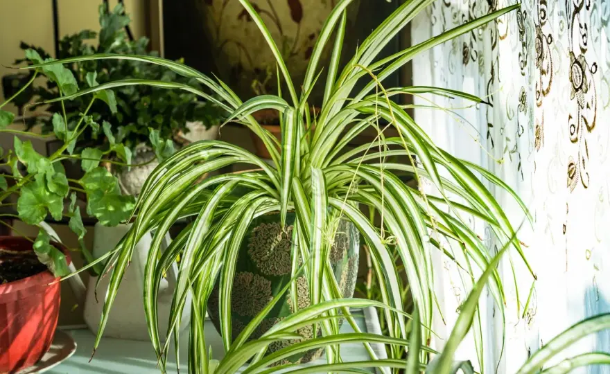 Chlorophytum dehors - quand le sortir et comment l’entretenir