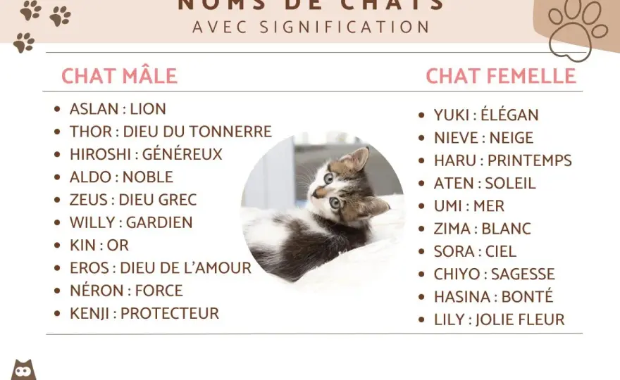 Prénom chat gris - Choisissez un nom simple et efficace