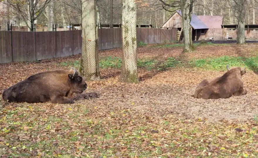 Rezerwat pokazowy żubrów w Białowieży - co warto wiedzieć?