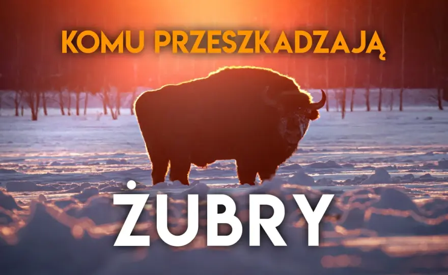 Żubry na Podlasiu - gdzie zobaczyć i kiedy jechać?