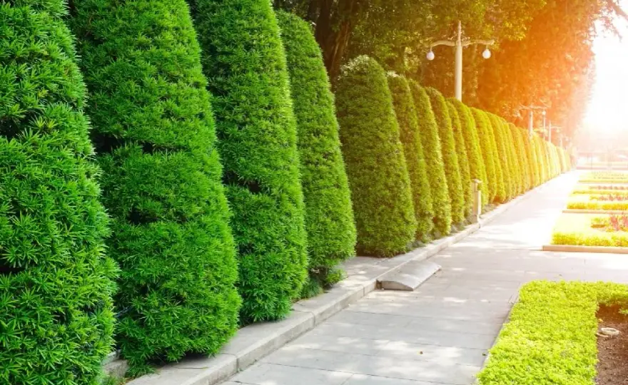 Co zamiast tui w ogrodzie? Oto najlepsze alternatywy dla Twojego ogrodu