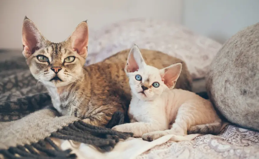 Devon Rex opis rasy: niezwykły kot o wyjątkowym charakterze i pielęgnacji