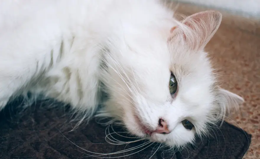 Gato Oriental: ¿Es para ti? Guía completa de carácter y cuidados