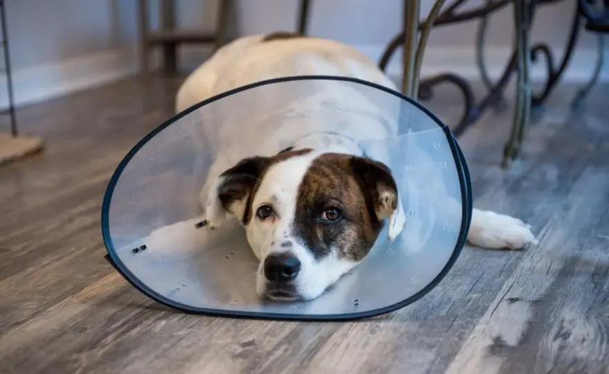 Dog Spaying Guide - Best Age, Recovery, Costs & Benefits