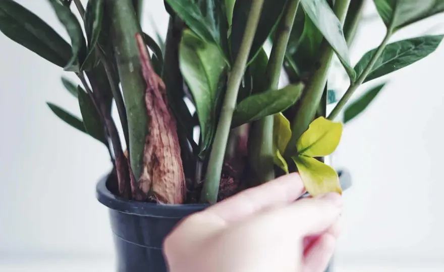 Gula blad på garderobsblomman - så hittar du orsaken