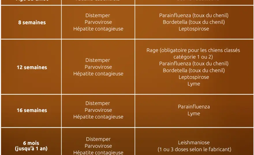 Vaccin chien obligatoire annuel ? La vérité sur le calendrier !