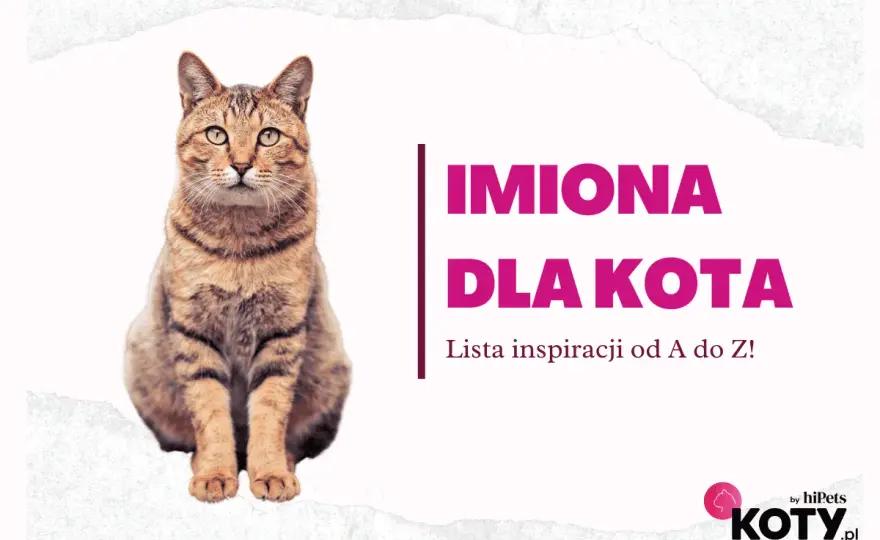 Słodkie imię dla kotki - Jak wybrać to idealne? Poznaj prosty test