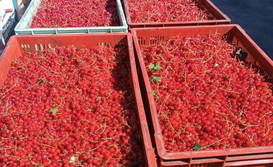 Cena czarnej porzeczki - Dlaczego stawki tak się różnią?