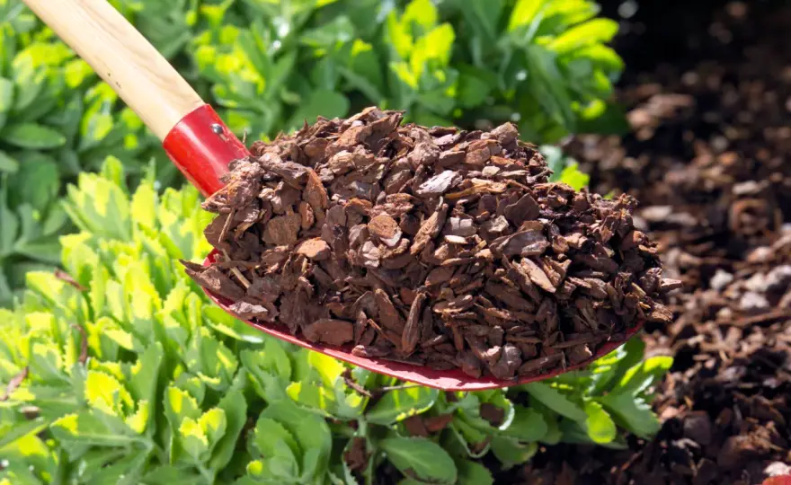 Walnussschalen als Mulch - wann sie sich im Garten lohnen