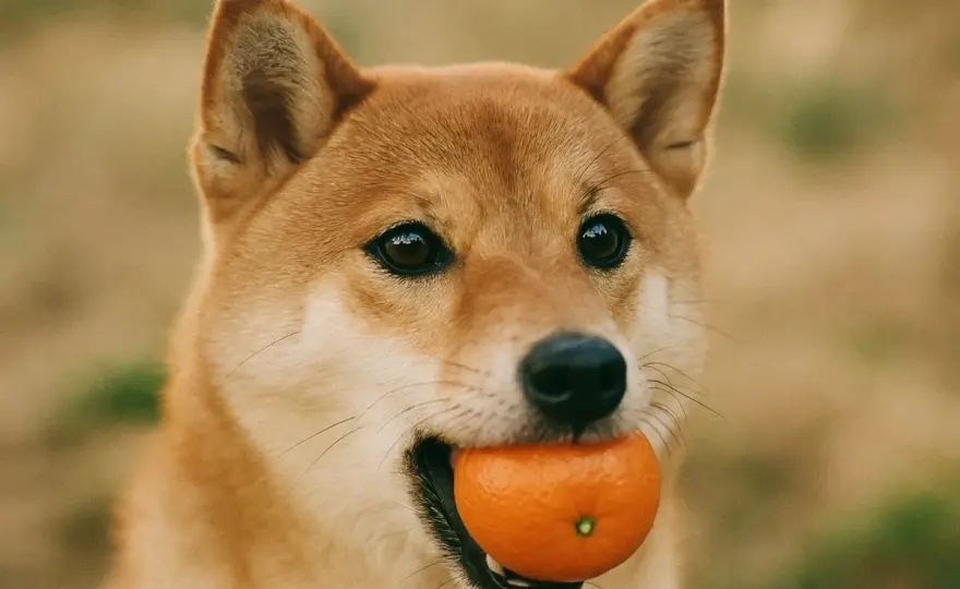 Darf ein Hund Mandarinen essen? So viel ist wirklich okay