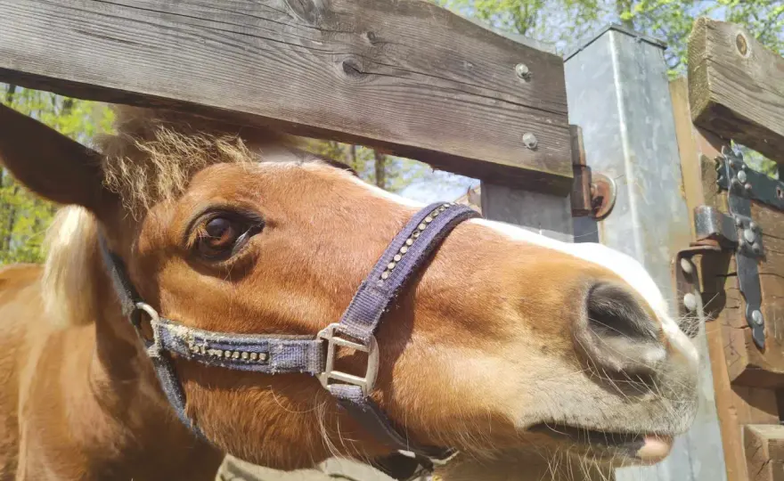Mini zoo Żywiec - Jak zaplanować darmowy spacer wśród zwierząt?