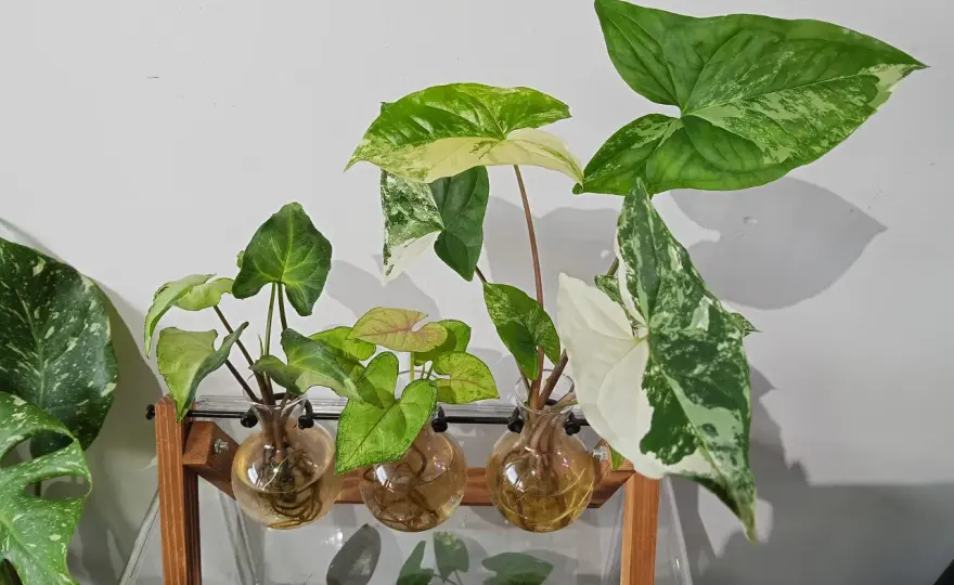 Syngonium - Pielęgnacja, by rosło gęsto, nie tylko długo