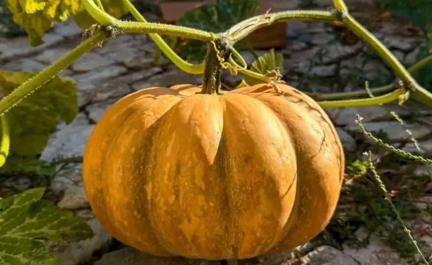 Semi di zucca e stitichezza - Funzionano? La verità che non sai
