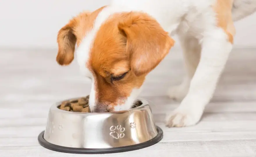 Chien - Mange trop vite ou boude sa gamelle ? Nos solutions