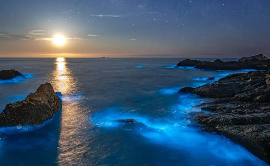 Świecąca plaża - Gdzie i kiedy zobaczyć bioluminescencję?