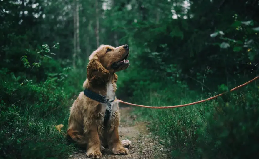 Słowiński Park Narodowy z psem - Gdzie wolno wejść i ile kosztuje?