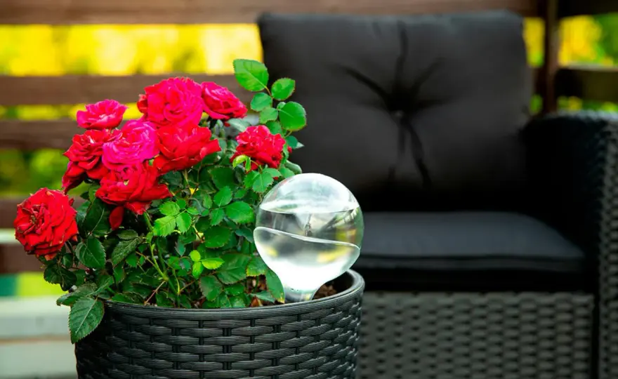 Rosor i kruka inomhus - Så lyckas du med blomningen!