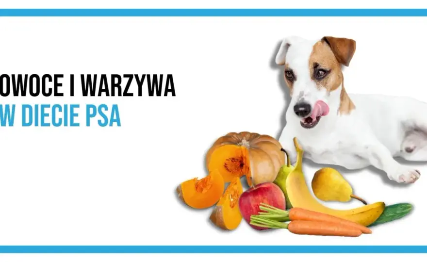 Jakie warzywa może jeść pies? Bezpieczne i zakazane